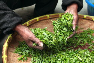 南昌铁观音茶叶品牌加盟，开启您的茶叶事业新篇章