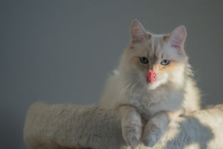 猫咪专用铅笔推荐品牌全解析