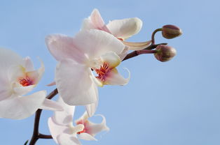 京都羊小咩享花卡套出来，带你畅游花海中的京都风情