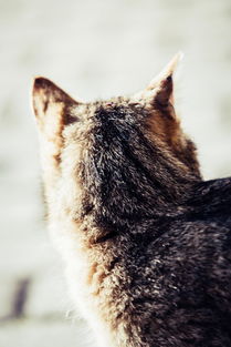 蓝猫专属口腔护理—盘点适合蓝猫的漱口水品牌及使用指南