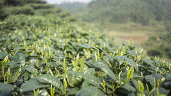 烟台碧螺春茶叶品牌加盟全解析