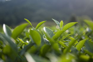 武义县的茶叶品牌，品味古韵茶香，探寻品牌故事
