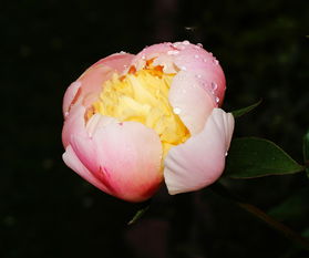 QQ羊小咩享花卡套出来，带你领略花卡的魅力！